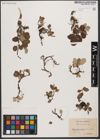 Foto von Salix reticulata L.